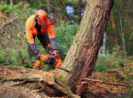 Best Tree Disease Treatment  in Tome, NM