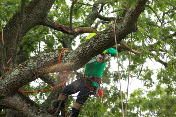 How Our Tree Care Process Works  in  Tome, NM