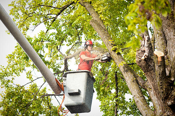 Tree and Shrub Care in Tome, NM