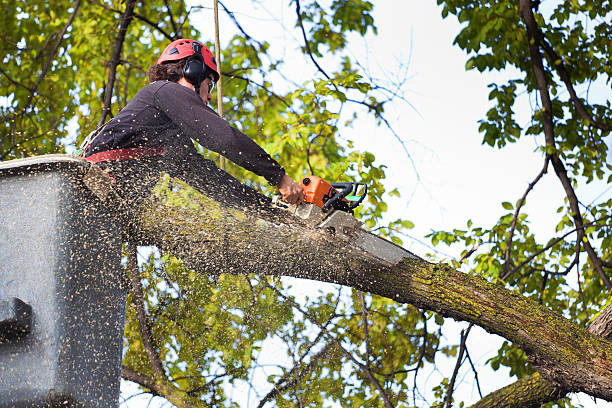 Best Root Management and Removal  in Tome, NM